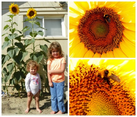 Sunflowers :: Pen Pals and Cookin' Gals